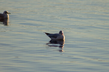 Sea birds on the Lake Bracciano,Wildlife,Italy.