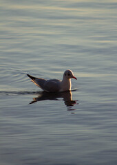 Sea birds on the Lake Bracciano,Wildlife,Italy.