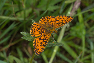 Braunfleckiger Perlmutterfalter, Boloria selene, DE, NRW, Lewertbachtal, Eifel 2020/06/06 12:10:24