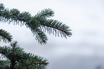 Melting snow on the pine tree branch