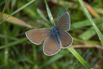 Rotklee-Bläuling, Cyaniris semiargus, DE, NRW, Lewertbachtal, Eifel 2020/06/06 12:42:11