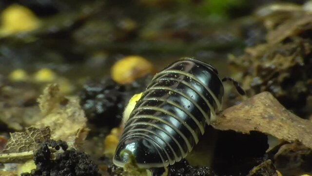Saftkugler&nbsp;(Glomerida) am Waldboden in der Eifel