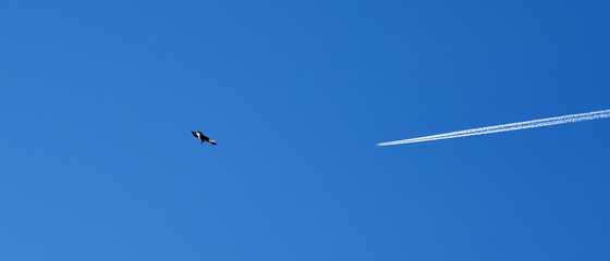 Bird and plane in the sky