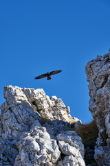 Mountain Bird captured mid flight