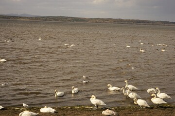 クッチャロ湖 白鳥 北海道 枝幸郡 日本 - Flock of White Swan on Lake Kuccharo in...