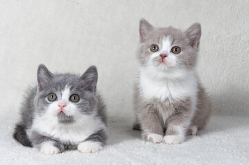 two cute kittens are sitting next to each other. British shorthair cats color blue with white,...