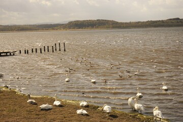 クッチャロ湖 白鳥 北海道 枝幸郡 日本 - Flock of White Swan on Lake Kuccharo in...