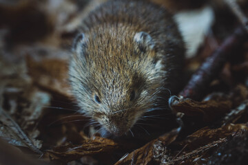 Mouse