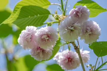 満開の剣折戸菊桜