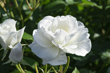 華麗に咲く薔薇