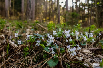 many white violet in the forest floor while hiking in the spring