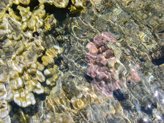 Sea corals near shore in shallow water. Easter Island.