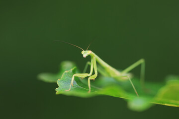 Mantis lives on weeds in the North China Plain
