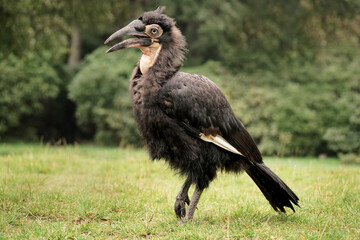 Hornrabe läuft auf dem Boden, Bucorvus leadbeateri