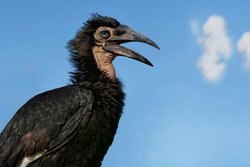 Hornrabe, Foto aus der Froschperspektive vor blauem Himmel, Bucorvus leadbeateri