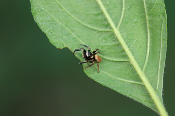 Flies on plants in the nature, North China Plain