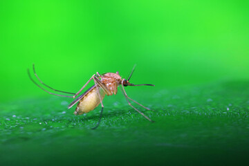 Pregnant mosquitoes live on leaves of wild plants in North China