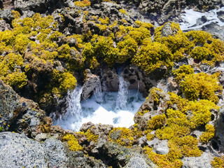Sea corals near shore in shallow water. Easter Island.