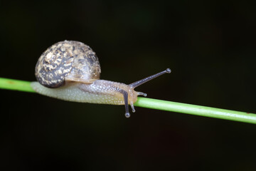 The snail crawls on the green leaves