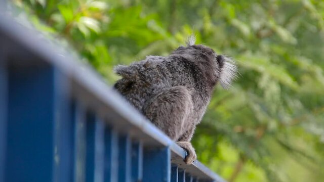 monkey species known as "mico estrela" animal very popular in rio de janeiro Brazil.