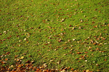 芝生 落ち葉 北海道 旭川市 神居町 - fallen leaves on green lawn and leaf peeping in Kamui-kotan, Hokkaido, Asahikawa, Japan	