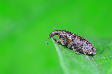 Weevil on green leaves, North China Plain