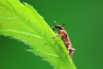 Weevil on green leaves, North China Plain