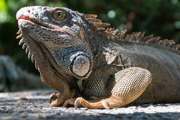 Nahaufnahme eines Leguan auf Costa Rica.