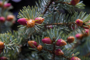 Naklejka na ściany i meble Pine tree with small violet cones in the forest closeup