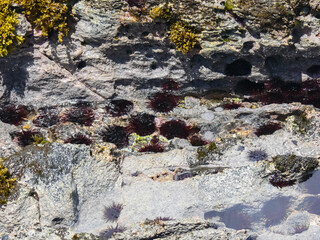 Sea hedgehogs on the rocky shore, rendered by sea.