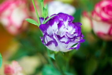 Fototapeta na wymiar Blue blooming flower gifrt with love