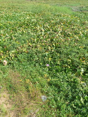 Fototapeta premium field of flowers