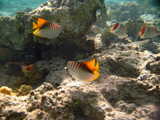 Naklejka na ściany i meble Tropical exotic fish red colors moving over the reef underwater of Red sea