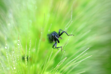 Weevil on green leaves, North China Plain