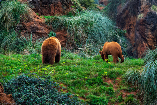 Cautividad Images Browse 817 Stock Photos, Vectors, and Video Adobe