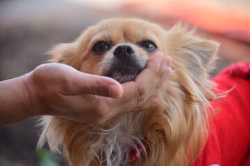 Wife's holiday with nature and dogs.