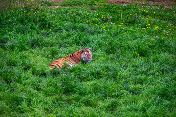 Tigre en cautividad