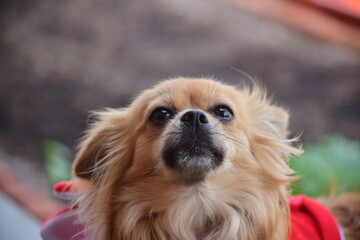 Wife's holiday with nature and dogs.