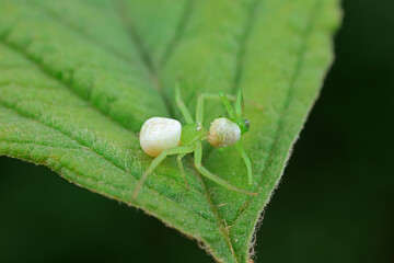 Spiders on wild plants, North China