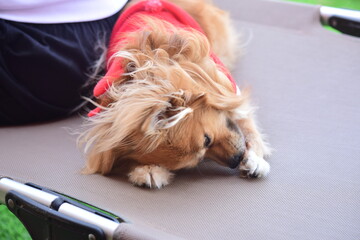 Wife's holiday with nature and dogs.