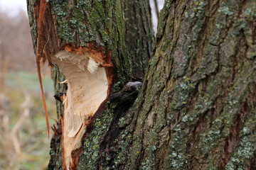 Tree gnawed by beavers. Damaged chewed tree with animals teeth marks near river