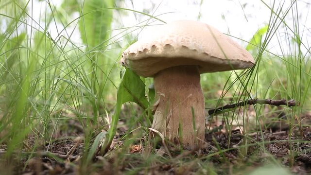 Boletus edulis edible mushroom in the forest. Edible mushroom penny bun in grass - boletus edulis.
