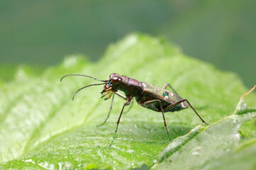 Spotted tiger beetles inhabit wild plants in North China