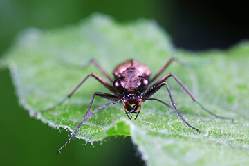 Spotted tiger beetles inhabit wild plants in North China