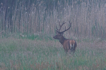 Rothirsch in der Oberlausitz im Morgennebel