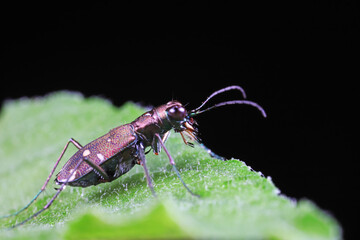 Spotted tiger beetles inhabit wild plants in North China