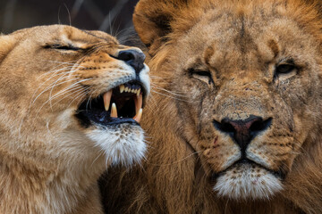 Katanga Lion - Panthera leo bleyenberghi, iconic animal from African savannas, Kalahari, Botswana.