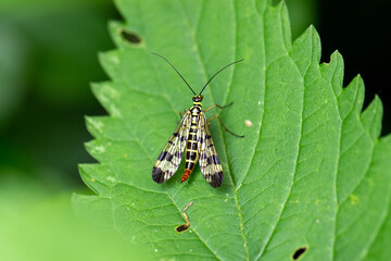 Scorpion fly, Panopra communis, waiting on the edge of a leaf