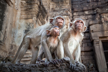  monkeys family looking. © apple2499