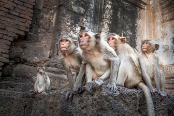 Obraz premium monkeys family looking